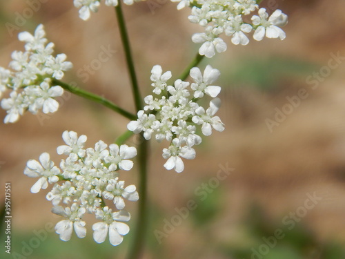 white cherry blossom