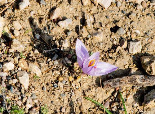 flower on stones