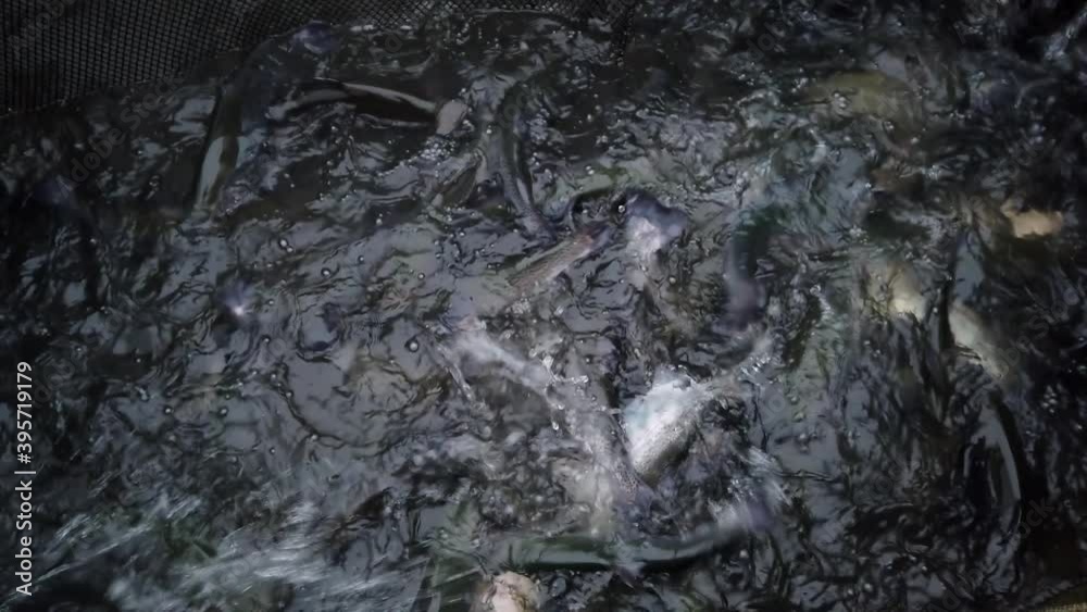 rainbow trout fish swims in a breeding cage rainbow trout fish swims in a breeding cage
