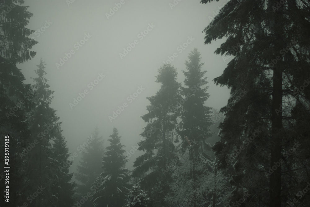 Pine trees in cold, winter fog. Mysterious, nostalgic forest. Raw atmosphere of nature.