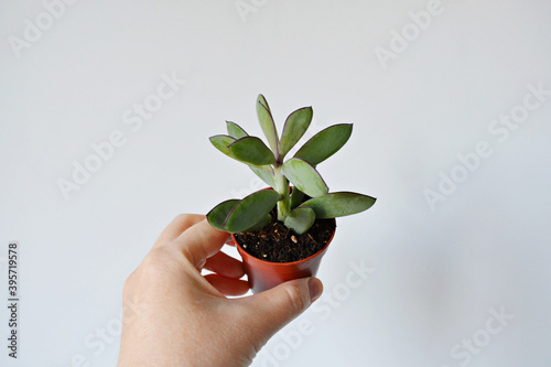 Hand holding senecio crassicaulis blue-grey house plant in brown pot over white photo