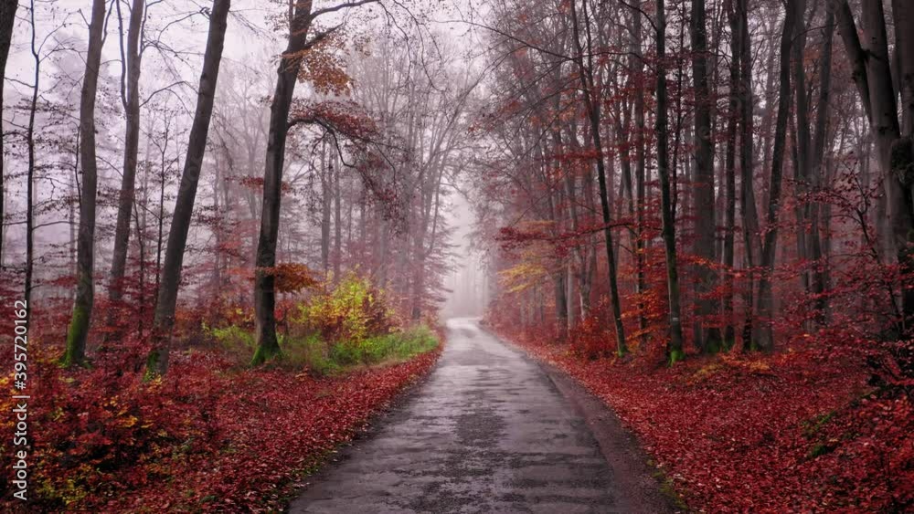 Autumn asphalt road through foggy forest, aerial view Autumn asphalt road through foggy forest, aerial view