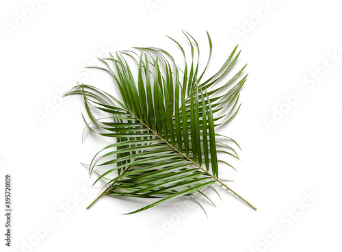 Green leaves of palm tree on soft background.