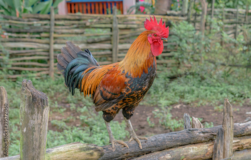 Beautiful domesticated Red Junglefowl Rooster standing with sheer dominance like alpha male on fence of an organic free range poultry farm ranch in morning hours Fototapeta
