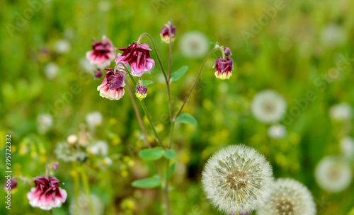 wild columbines and faded dandelions in nature, selective focus photo