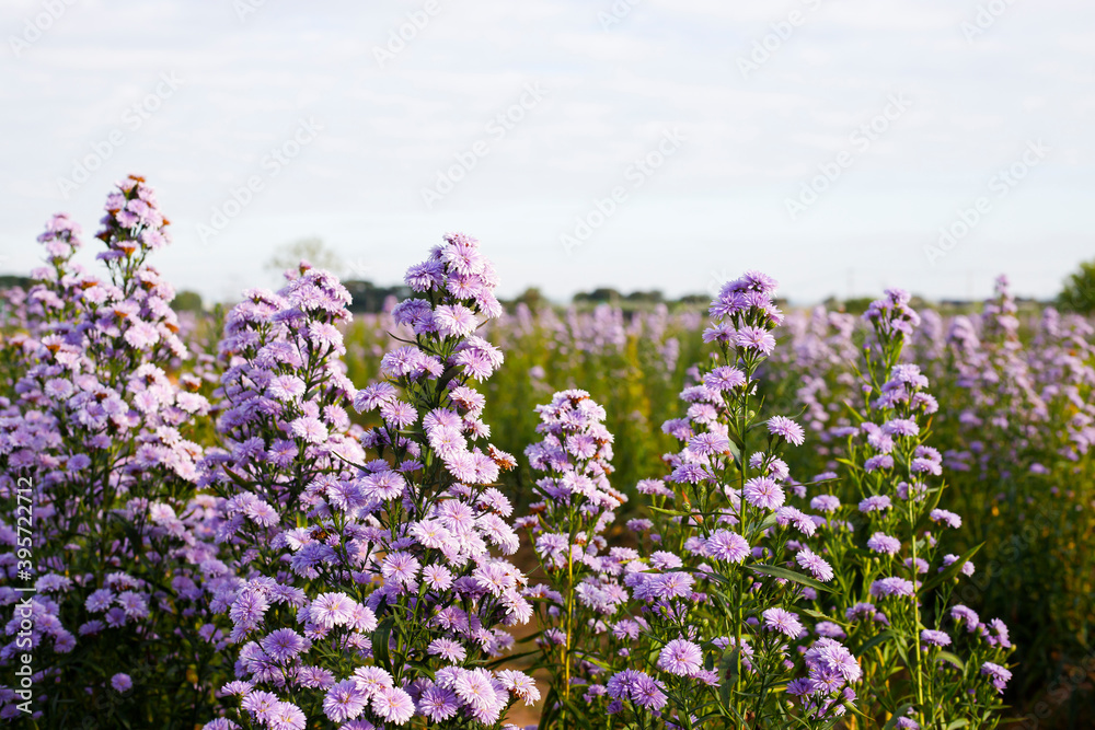 Purple margaret garden Full bloom Purple margaret garden Full bloom