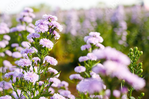 Wallpaper Mural Purple margaret garden Full bloom Torontodigital.ca