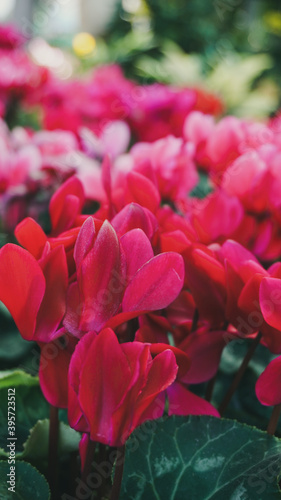 photo of cyclamen flowers in the garden
