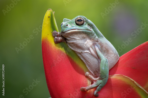 Dumpy frog, green tree frog