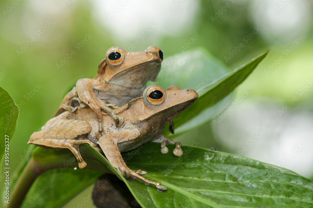 Obraz premium Polypedates otylophus, eared tree frog on the leaf