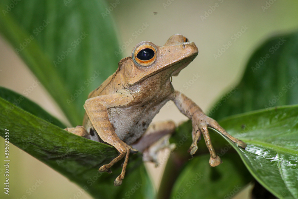 Obraz premium Polypedates otylophus, eared tree frog on the leaf