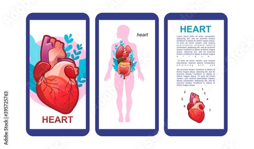 internal organs medical poster concept