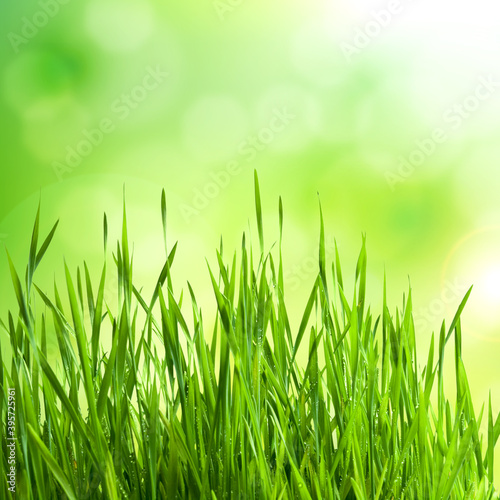 Natural background with spring green grass