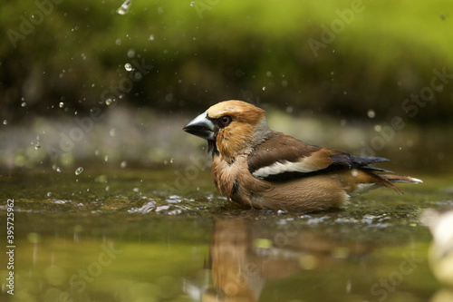 Obraz na plátně Closeup shot of a hawfinch in the water on blurred background