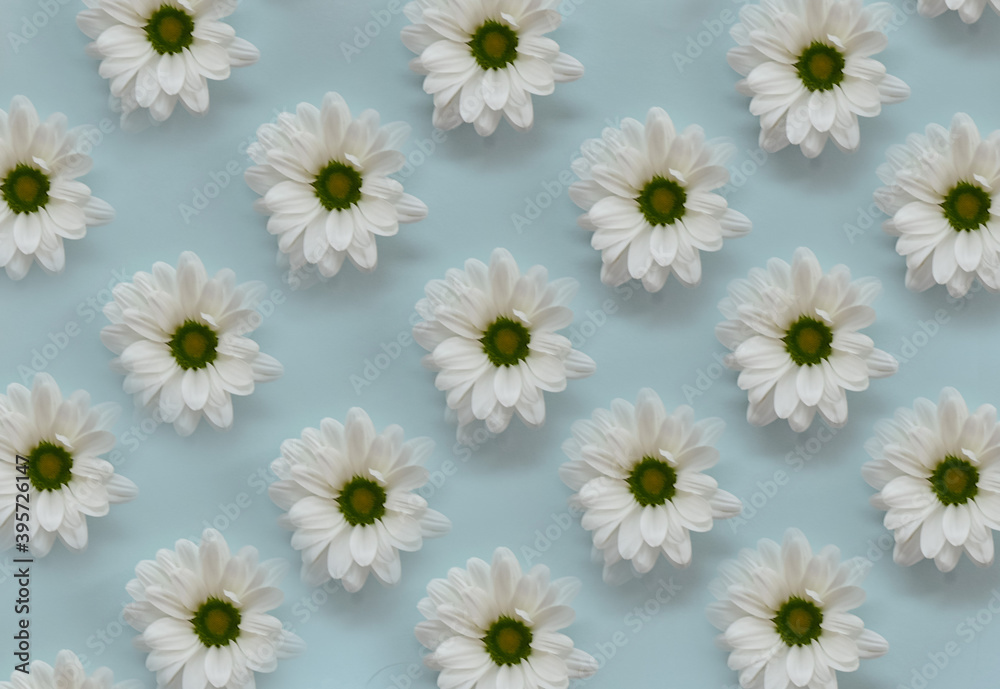 Obraz premium Blooming white daisies arranged in a row on a delicate blue background.