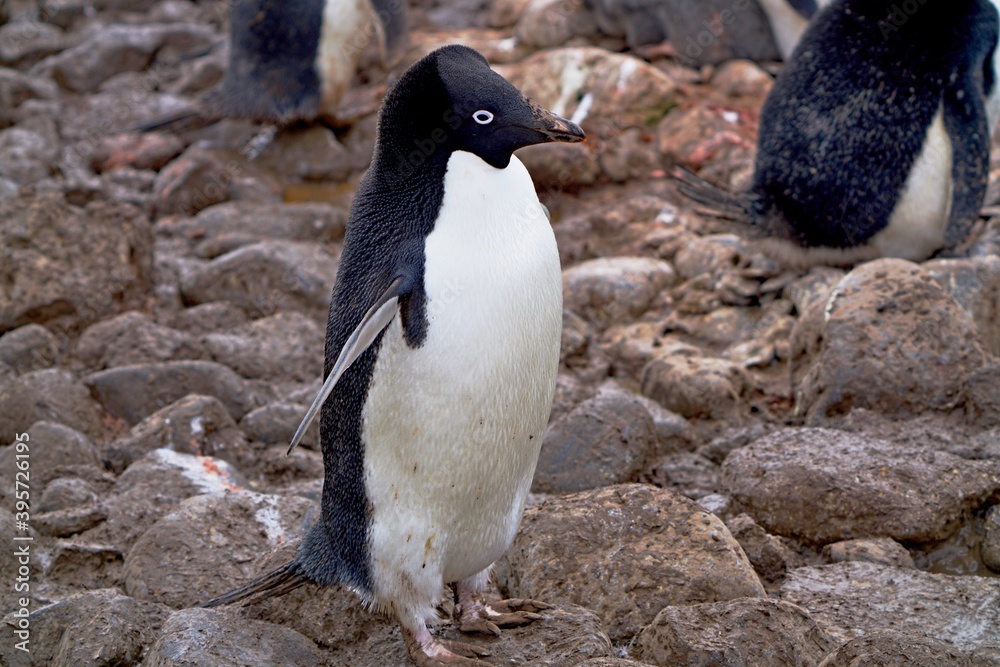 Fototapeta premium This Adelie penguin is standing on the pile of rocks, its eyes looking towards the camera.