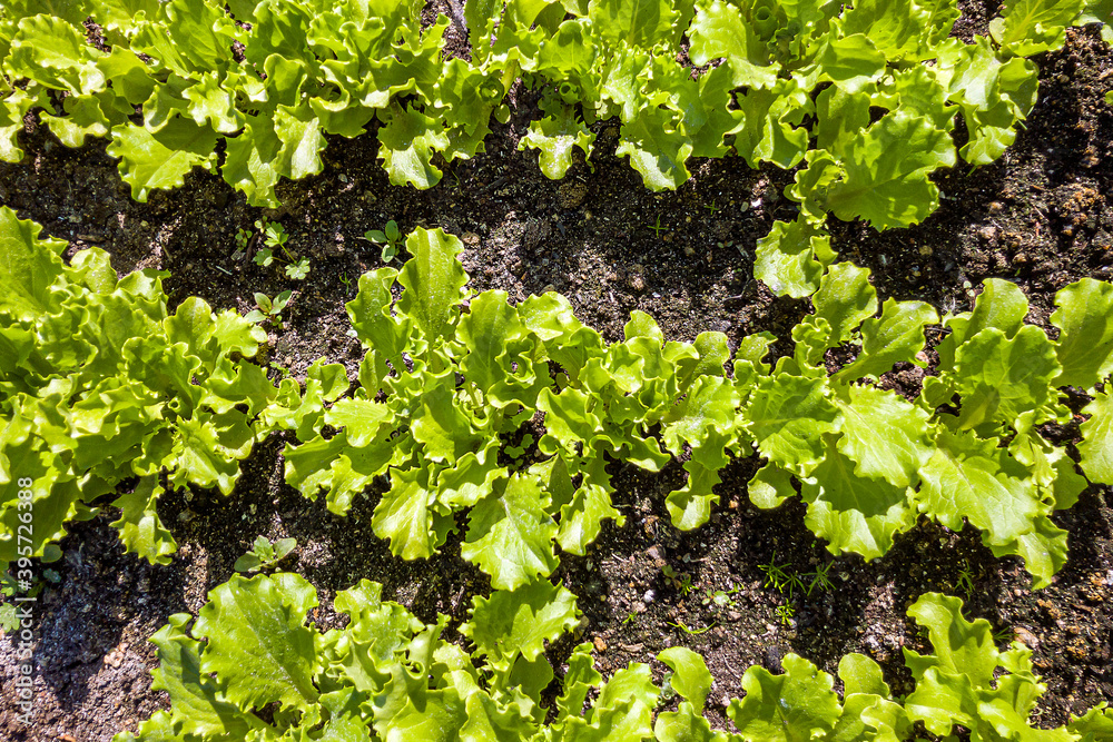 Fresh young leaves and sprouts of green salad. Lettuce growing in the garden. Agricultural work on the cultivation of salad lettuce. Plant growing on soil. Eco earth day concept. Fresh young leaves and sprouts of green salad. Lettuce growing in the garden. Agricultural work on the cultivation of salad lettuce. Plant growing on soil. Eco earth day concept.