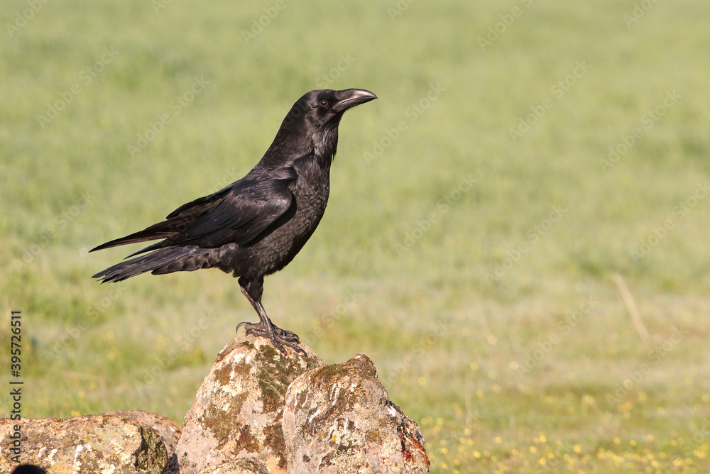Obraz premium Common raven with the first light of dawn