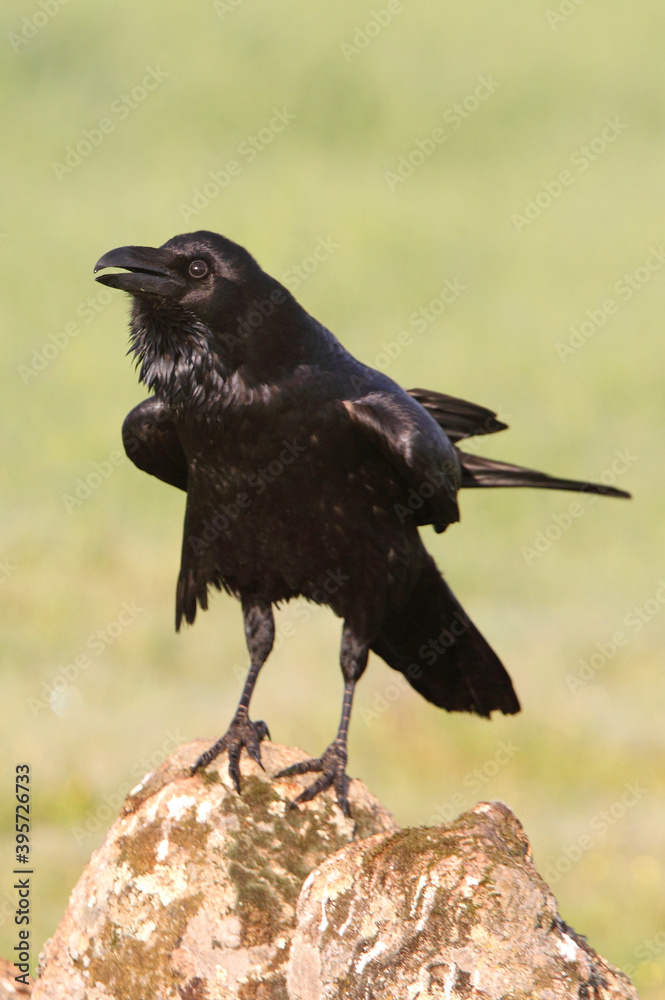Common raven with the first light of dawn Common raven with the first light of dawn