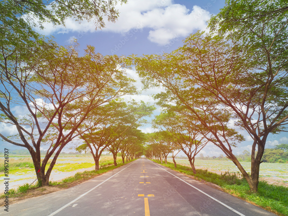 Fototapeta premium Empty highway road among rubber tree with sunbeam,empty way with copy space for background.