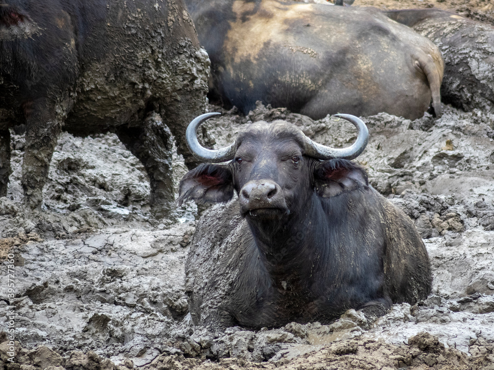 Obraz premium buffalo in the wild