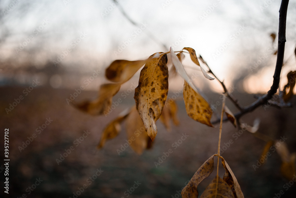 Rusty leaves swaying in the wind. Moldavian walnut orchard in the sunset. Rusty leaves swaying in the wind. Moldavian walnut orchard in the sunset.