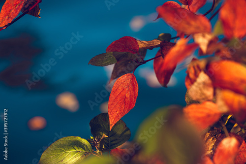 Bright red dogwood leaves on a on blue background. Soft gentle autumn background. Clear and freshness. photo