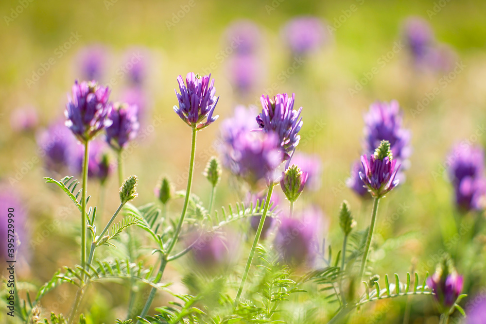 Fototapeta premium meadow with clover purple flowers growing in a sunny day