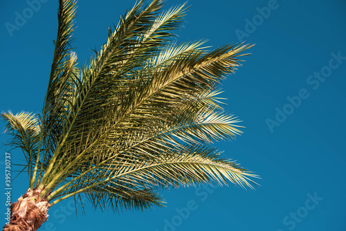 Fototapeta Naklejka Na Ścianę i Meble -  Palm trees on the beautiful blue sky background.