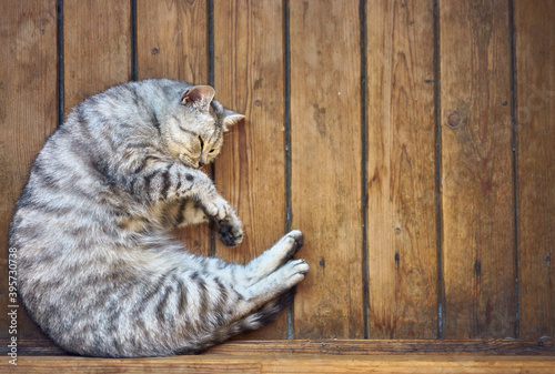 Gray cat sleeps in a crescent position on a wooden floor