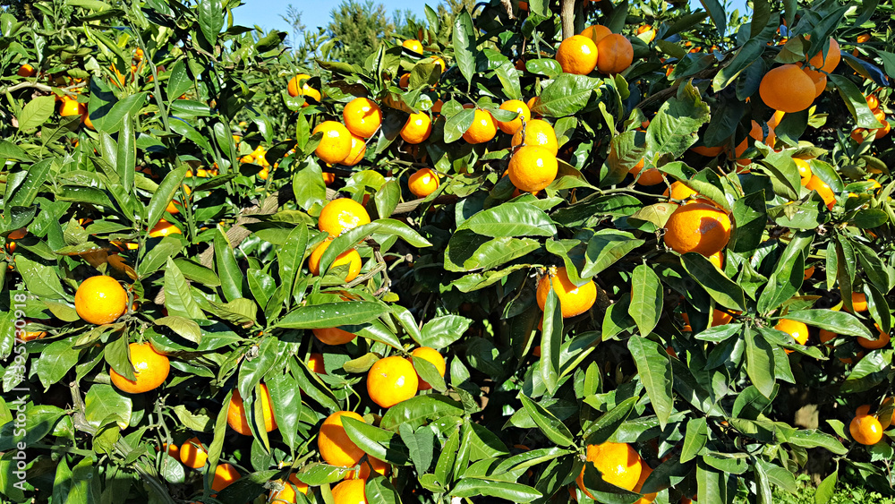 한국 제주도의 대표 과일 귤