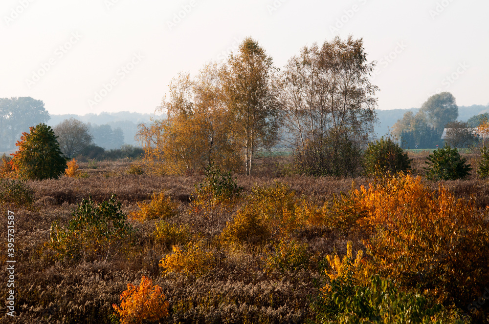 Autumn scenery landscape sesonal