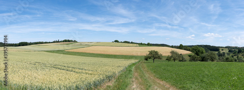L  ndliche Panorama Sommerlandschaft  leicht h  gelig mit Feldern  Wiesen und kleinen W  ldchen 