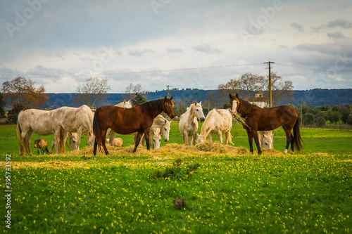 Horses at the green prairie. Lusitan horses in Golega, Portugal © WildGlass Photograph