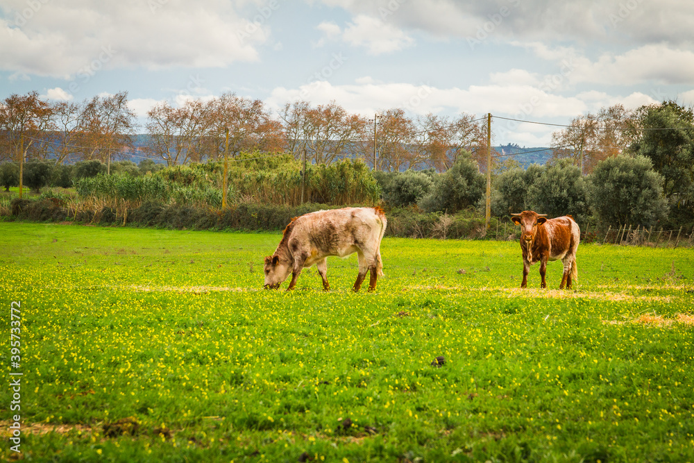 Cows in the green prairie on a sunny winter day