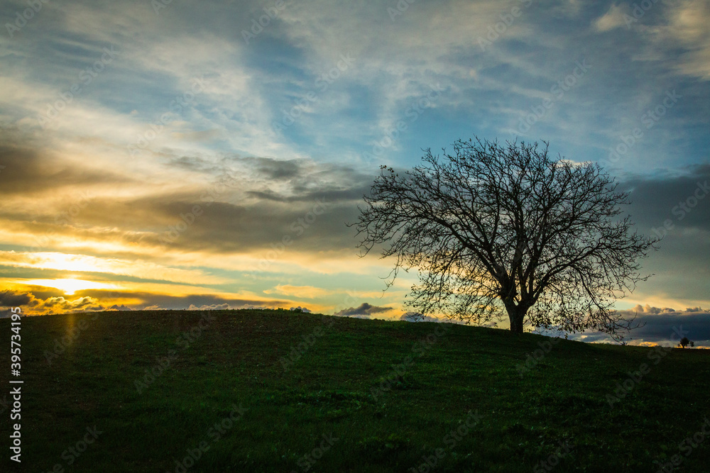 Fototapeta premium Beautiful tree at sunset in the fields. Huge tree with no foliage in the fields