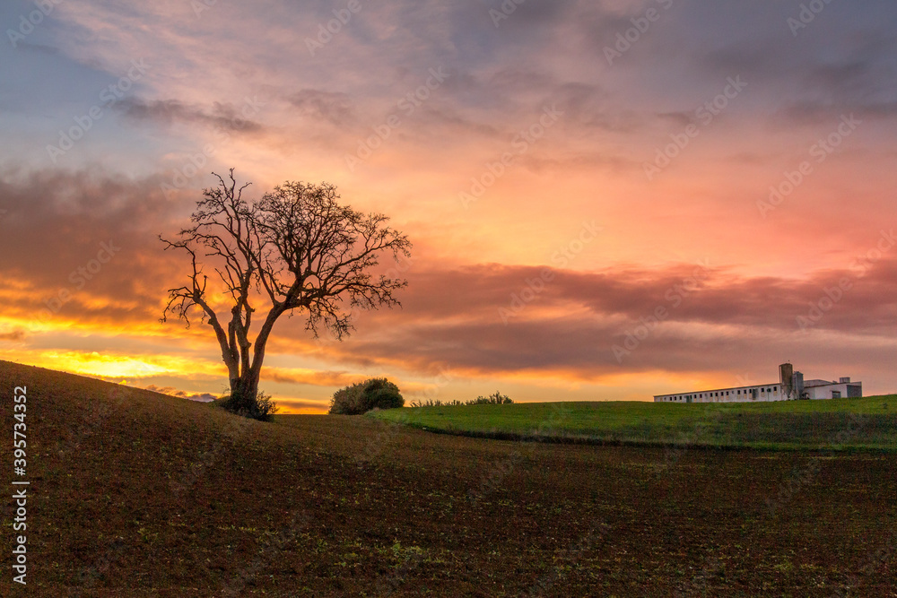 Beautiful tree at sunset in the fields. Huge tree with no foliage in the fields Beautiful tree at sunset in the fields. Huge tree with no foliage in the fields