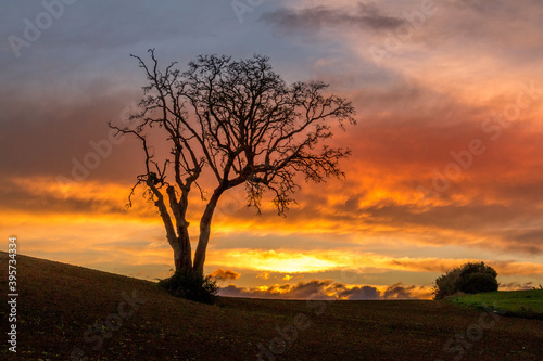 Beautiful tree at sunset in the fields. Huge tree with no foliage in the fields © WildGlass Photograph