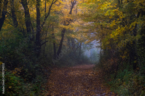 path in misty autumn forest 