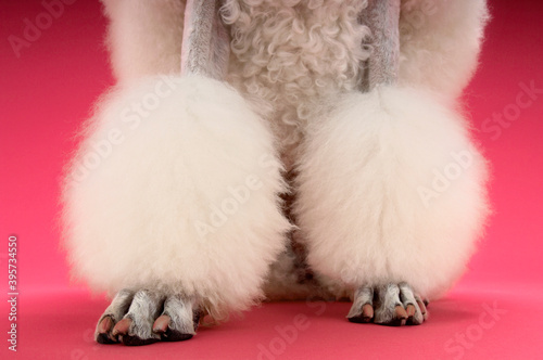 Groomed White Poodle's Legs