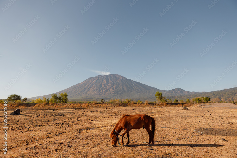 Colorful autumn landscape in the mountains with horse. Sunrise, warm yellow colors