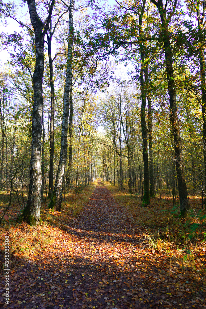 Autumn leaves in the Netherlands. nice forest scene. natural bush walk in the woods. With sunset and golden leaves nice for postcard etc Autumn and Winter in Holland. Autumn leaves in the Netherlands. nice forest scene. natural bush walk in the woods. With sunset and golden leaves nice for postcard etc Autumn and Winter in Holland.