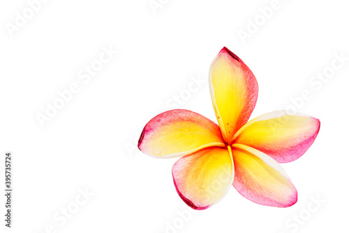 Frangipani, Plumiera, Frangipanni flower isolated on white background