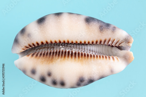 Sea shell Ransoniella punctata punctata on blue backgroun