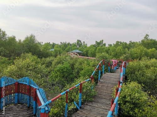 The path-way in the middle of mangrove forest. The world largest mangrove forest SUNDARBAN is by side of the river. It is in Satkhira  Khulna  Bangladesh. 