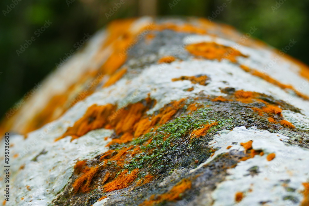 photography picture of a wonderful beautiful futuristic tree trunk against the backdrop of the sea horizon of nature. photography picture of a wonderful beautiful futuristic tree trunk against the backdrop of the sea horizon of nature.