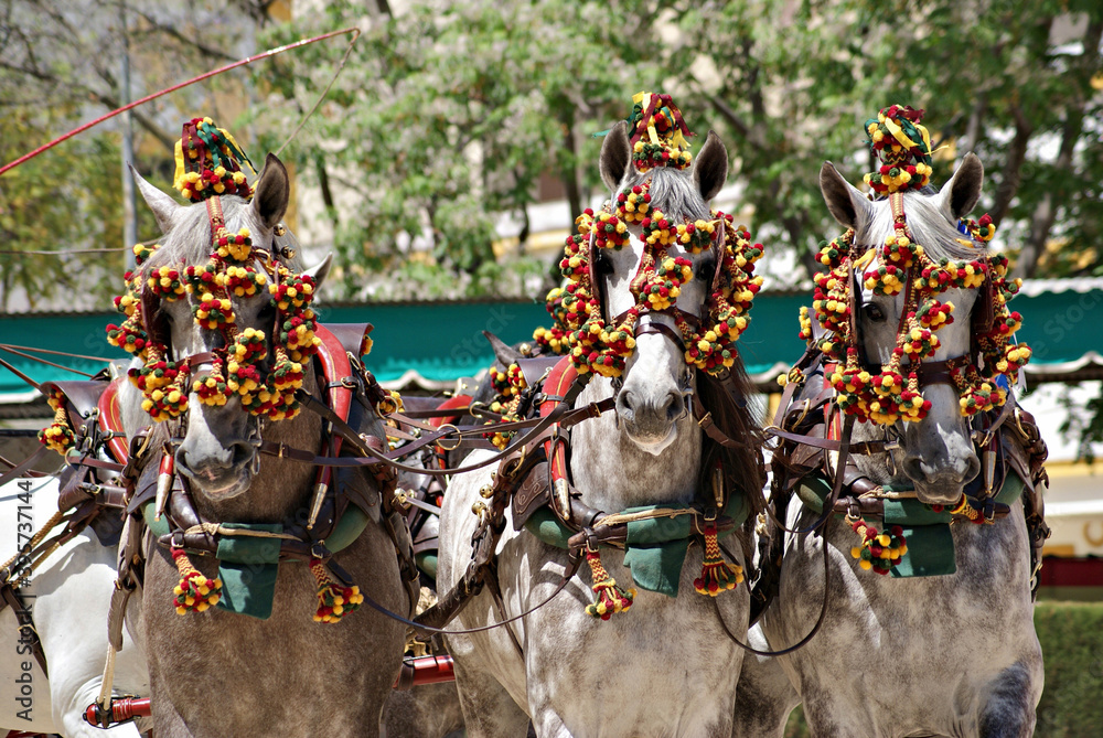 Face portrait of three spanish horses in a traditional carriage competition in Spain