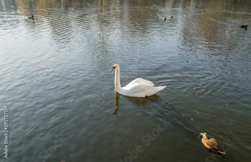 Background lake with swan and other birds