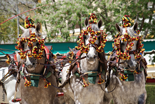 Face portrait of three spanish horses in a traditional carriage competition in Spain © Azahara