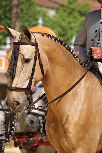 Buckskin horse with Doma Vaquera bridle
